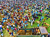 Joypurhat, Bangladesh - 24 June 2023: Aerial view of a bustling cow market, its vibrant tapestry woven with the browns and blacks of cattle amidst the colorful attire of traders.