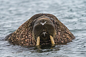 View of a walrus, its whiskered face and ivory tusks glistening against the backdrop of the cold, rippling Arctic sea, Longyearbyen, Svalbard, Svalbard and Jan Mayen.