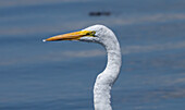 View of a majestic great egret, its pristine white feathers contrasting against the tranquil blue waters, stands sentinel against the distant horizon, Cape May, New Jersey, United States.