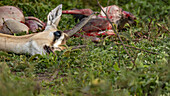 View of a dead gazelle lying in the green grass, its horn prominent against the blurred, bloody remains of another animal nearby, Seronera, Mara Region, Tanzania.