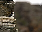 Blick auf einen einsamen Papageientaucher, der mit seinem leuchtenden Schnabel auf einer zerklüfteten, geschichteten Felswand sitzt, vor einem unscharfen Hintergrund, Longyearbyen, Spitzbergen und Jan Mayen.