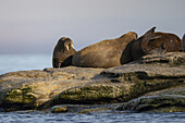 Blick auf Walrosse, die sich auf einem Felsen sonnen, ihre faltigen Häute schimmern im sanften Licht, vor dem Hintergrund des ruhigen Ozeans, Longyearbyen, Svalbard und Jan Mayen.