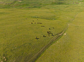 Aerial view of cattle grazing on the vast, sun-drenched, undulating green pastures of Assy Plateau, Almaty Region, Kazakhstan.