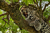 Blick auf einen Leoparden mit geöffnetem Maul, der majestätisch auf einem Ast inmitten von üppigem grünen Laub sitzt und die raue Schönheit der wilden Natur zeigt, Seronera, Mara-Region, Tansania.
