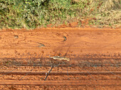 Aerial view of a cheetah sprinting across the red earth of the Tumbeta Reserve, a blur of motion against the contrasting green vegetation, Tumbeta Reserve, Thabazimbi, South Africa.