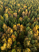 Luftaufnahme eines leuchtenden Wandteppichs aus grünen, goldenen und rostroten Baumwipfeln, die aus der Vogelperspektive ein atemberaubendes Herbstmosaik ergeben, Russland, Russland.