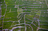 Aerial view of geometric patterns of green vineyards create a textured mosaic across the landscape, showcasing the intricate design of the Lavaux region, Puidoux, Vaud, Switzerland.
