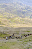 Blick auf Tiere, die friedlich auf den grasbewachsenen Hängen im sanften Licht des Tages grasen, eine ruhige Landschaft in der Schönheit der Natur, Isola del Gran Sasso D'italia, Abruzzen, Italien.