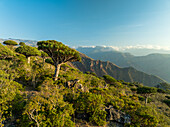 Aerial view of the mystical Dragon Blood Trees stand guard over the rugged Firmihin landscape, blending with the mountainous horizon, Firmihin, Socotra, Yemen.