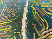 Aerial view of the vibrant patterns of water hyacinth plants floating on the water, with a road cutting through, Natore, Rajshahi Division, Bangladesh.