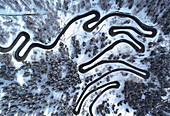 Aerial view of a serpentine road winding through a snowy forest, the contrast between the dark asphalt and the pristine white snow creating a mesmerizing pattern, Maloja Pass, Grisons, Switzerland.