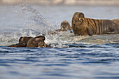 Blick auf Walrosse, die sich auf dem Eis räkeln, mit Wasserspritzern, die eine dynamische Szene in der klaren arktischen Luft schaffen, Longyearbyen, Svalbard, Svalbard und Jan Mayen.