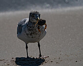 Blick auf eine Möwe, die am Sandstrand steht und eine Krabbe in ihrem Schnabel hält, eine Szene, in der sich die raue Schönheit der Natur entfaltet, Cape May, New Jersey, Vereinigte Staaten.