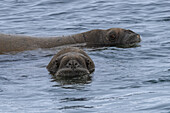 View of two walruses, their whiskered faces emerging from the cold, rippling arctic water, gaze with curiosity, Longyearbyen, Svalbard and Jan Mayen.