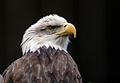 Die Ansicht eines majestätischen Weißkopfseeadlers zeigt seinen intensiven Blick, den scharfen gelben Schnabel und das auffallend weiße Kopfgefieder vor einem dunklen Hintergrund, Cape May, New Jersey, Vereinigte Staaten.