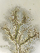 Aerial view of a branching pattern with varied textures and tones, set against a muted backdrop, creating a captivating abstract scene, Barbate marshes, Cádiz province, Andalusia, Spain.