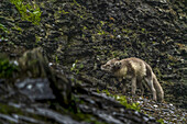 View of an arctic fox poised amidst the rugged, moss-covered cliffs, a study in contrasts between the wild animal and the harsh terrain, Longyearbyen, Svalbard, Svalbard and Jan Mayen.