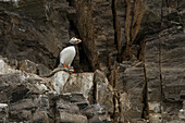 Blick auf einen Papageientaucher mit leuchtend orangefarbenem Schnabel und Füßen, der auf einer zerklüfteten, grauen Felswand sitzt, die im Kontrast zum verwitterten Stein steht, Longyearbyen, Svalbard und Jan Mayen.