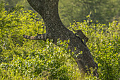 View of a lone leopard climbs a tree, its spotted coat blending with the dappled sunlight filtering through the lush green canopy, Seronera, Mara Region, Tanzania.