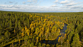 Aerial view of a winding river snaking through a vibrant tapestry of evergreen and gold autumn forests, reflecting the sky above, Saariselkä, Lapland, Finland.