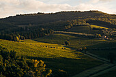 View of rolling vineyards bathed in golden sunlight cascade across the Tuscan hills, creating a tapestry of green and shadow, Badia A Passignano, Toscana, Italy.
