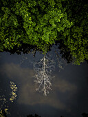 Aerial view of the calm waters reflecting the stark contrast of the bare tree branches against the lush green canopy, Vilnius, Vilnius, Lithuania.