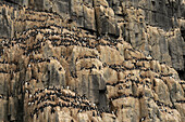 View of hundreds of Guillemots nesting on a steep, layered cliff face under the summer sun, their black and white plumage contrasting against the rock, Longyearbyen, Svalbard and Jan Mayen.