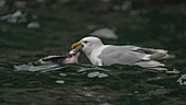 View of a glaucous gull, its white and gray plumage gleaming, fiercely clutching a baby guillemot in its beak amidst the dark, rippling waters, Longyearbyen, Svalbard and Jan Mayen.