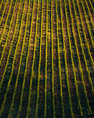 View of verdant vineyard rows stretch into the distance, illuminated by soft light creating a mesmerizing pattern of shadow and texture, Badia A Passignano, Toscana, Italy.