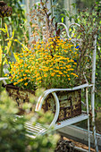 Gelbe Tagetes in antikem Metallstuhl-Pflanzgefäß im Garten