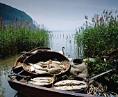 Fish in basket by river