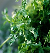 Coriander