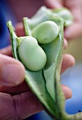 hand holding broad bean in pod