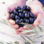hands holding black olives