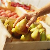 Hand nimmt eine Birne aus Obstkiste