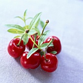 cherries and verbena