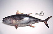 Tuna fish, anchovies and Lisette mackerel