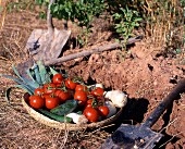 Tomaten und Lauch in einem Korb auf dem Feld