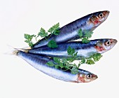 Fresh sardines