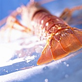 Spiny lobster tail