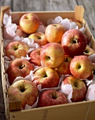 Frische Äpfel einzeln verpackt in einer Holzkiste
