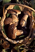 Basket of Cep mushrooms