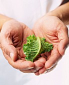 Cabbage leaf in hands