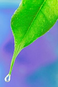 Wassertropfen an der Spitze eines grünen Blattes