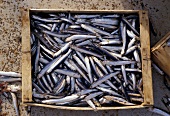 Crate of fresh anchovies