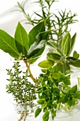 Assorted herbs (topic: Provence)