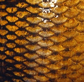 Close up of carp scales