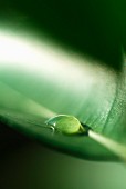 Drop of water on lemon tree leaf