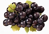 Schwarze Weintrauben