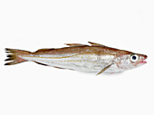 Whiting